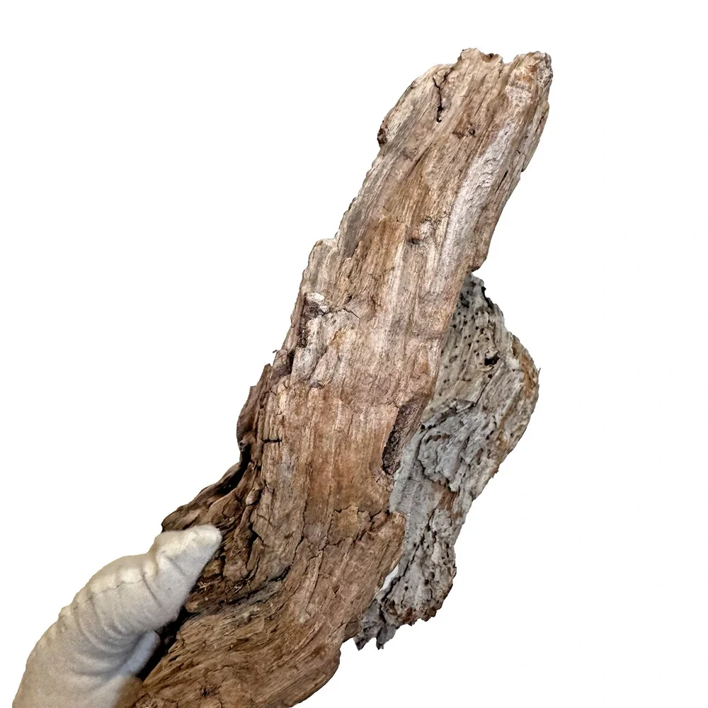 Set of 2 California Natural Driftwood Wavy Burlwood Terrarium Aquarium Craft